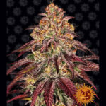 Auto Mimosa x Orange Punch 1 p. femmina Barney's