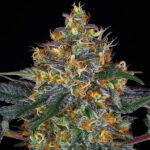 Auto Moby Dick fem. Barney's