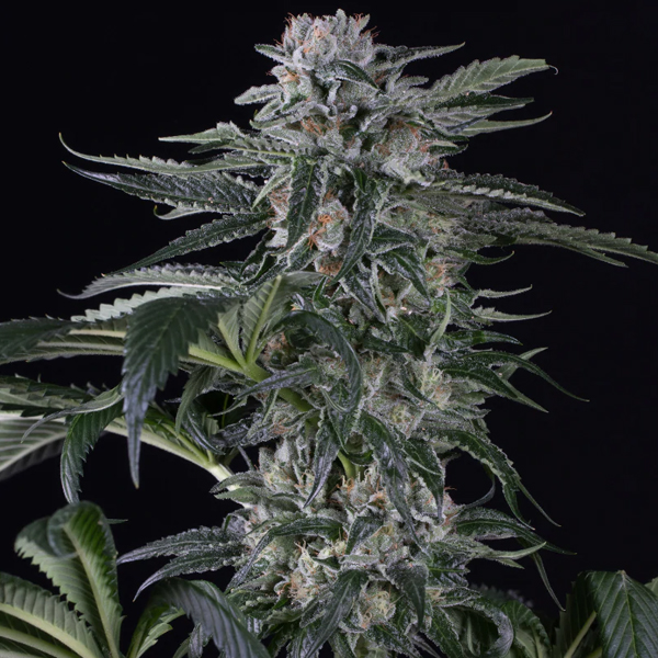 Auto-Moby-Dick-3-ud-Silent-Seeds.jpg Auto Moby Dick Silent Seeds - immagine 1