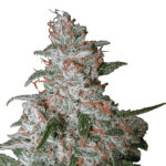 Auto Northern Light fem. Nirvana