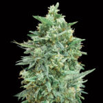 Auto Northern Lights XXL 3 donne 00 Seeds