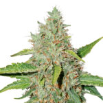 Auto Northern Lights fem. Seedstockers
