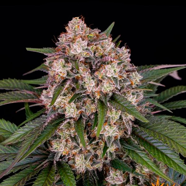 Auto-OG-Kush-1-u-fem-Barneys.jpg Auto OG Kush fem. Barney's - immagine 1