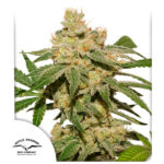 Auto Oh My Gusher femmina Dutch Passion