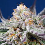 Auto Orange Apricot Glue XL fem. All'ingrosso per professionisti Sweet Seeds
