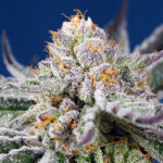 Auto Orange Apricot Glue XL u fem. Sweet Seeds