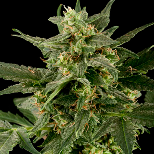 Auto-PIneapple-Gum-10-u-fem-Black-Skull-Seeds.jpg Auto PIneapple Gum 10 u fem. Black Skull Seeds - immagine 1