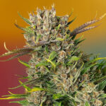 Auto Papaya Zoap u femminili Sweet Seeds