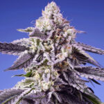 Auto Permanent Jealousy XL fem. Sfuso per professionisti Sweet Seeds
