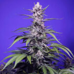 Auto Permanent Marker XL , femmina, sfuso, per professionisti Sweet Seeds