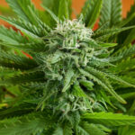 Auto Pineapple Express 5 u G13 Labs
