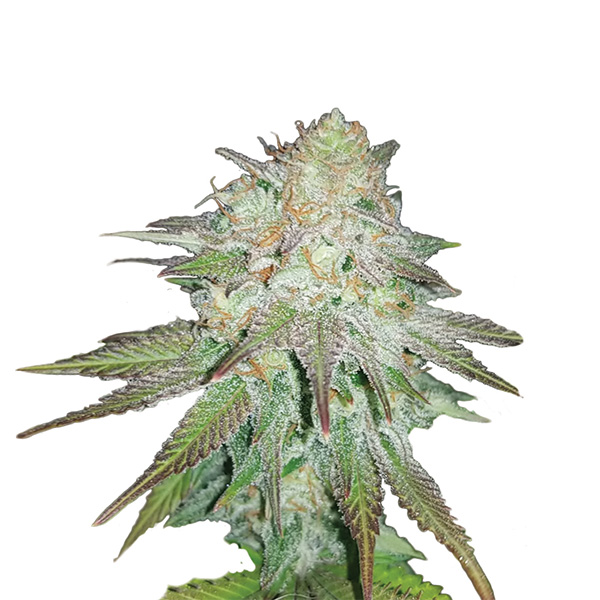 Auto-Raspberry-Cough-5-u-fem-Nirvana.jpg Auto Raspberry Cough fem. Nirvana - immagine 1