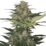 Auto Red Dwarf fem. Buddha Seeds