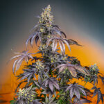 Auto Red Gorilla Girl XL u femminili Sweet Seeds