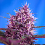 Auto Red Poison piante femminizzate Sweet Seeds