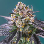 Auto Red Strawberry Banana donne Sweet Seeds