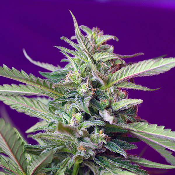 Auto-SAD-31-u-fem-Sweet-Seeds.jpg Auto SAD posti (di cui 1 posto per donne) Sweet Seeds - immagine 1