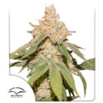 Auto SFV OG femmina Dutch Passion