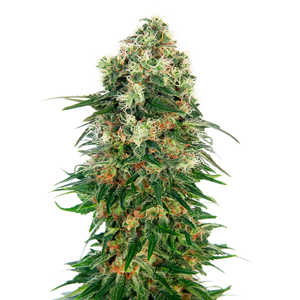 Auto-Shiva-Skunk-3-u-fem-Sensi-Seeds.jpg Auto Shiva Skunk fem. Sensi Seeds - immagine 1