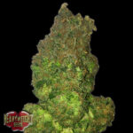 Auto Short & Sweet 3 donne Heavyweight Seeds