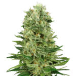 Auto Skunk #1 - fem. Sensi Seeds