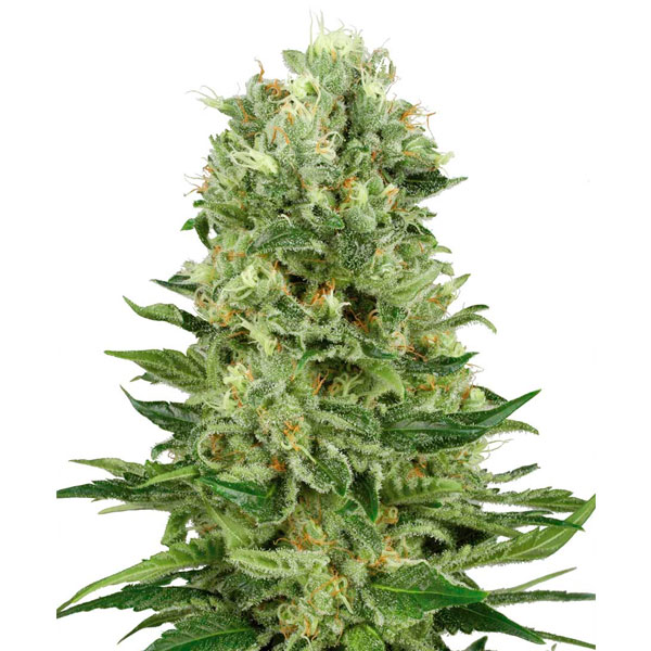 Auto-Skunk-1-10-u-fem-Sensi-Seeds.jpg Auto Skunk #1 - fem. Sensi Seeds - immagine 1