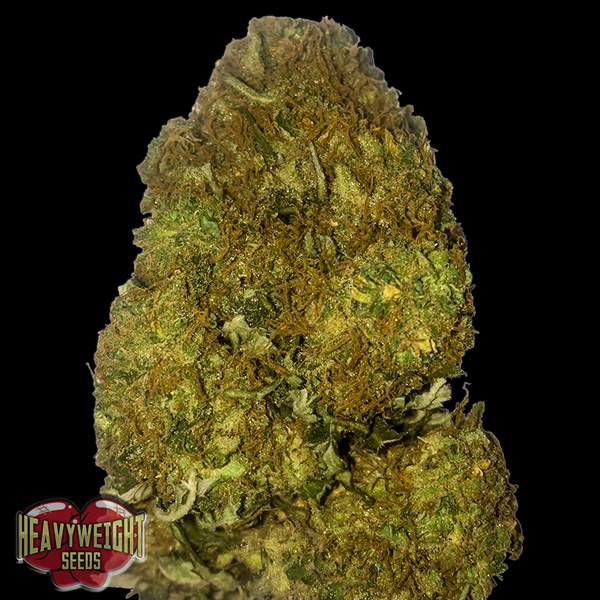 Auto-Skunky-Monkey-3-u-fem-Heavyweight-Seeds.jpg Auto Skunky Monkey 3 donne Heavyweight Seeds - immagine 1
