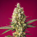 Auto Skywalker OG Runtz XL u fem. Sweet Seeds