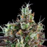 Auto Sour Ripper , fem. Ripper Seeds