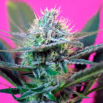 Auto + Speed femminili sfuse per professionisti Sweet Seeds