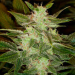 Auto Speed Haze 3 u fem. Black Skull Seeds