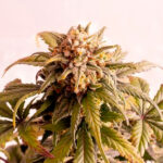 Auto Speedy Boom fem. Kannabia Seeds