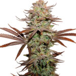 Auto Sticky Fingers fem. Seedstockers