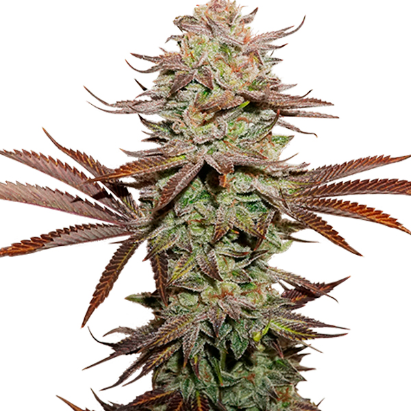Auto-Sticky-Fingers-fem-1-u-Seedstockers.jpg Auto Sticky Fingers fem. Seedstockers - immagine 1