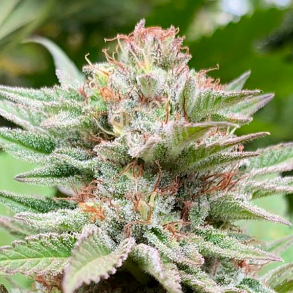Auto-Strawberry-Haze-1-u-fem-Kannabia-Seeds.jpg Auto Strawberry Haze fem. Kannabia Seeds - immagine 1