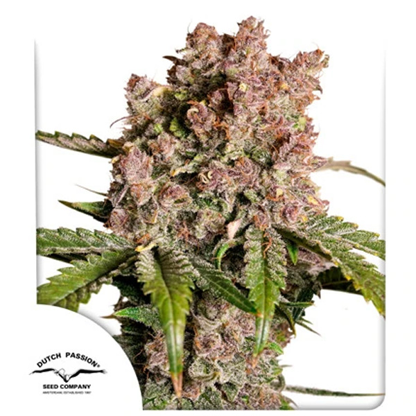 Auto-Strawberry-Soda-3-u-fem-Dutch-Passion.jpg Auto Strawberry Soda fem. Dutch Passion - immagine 1