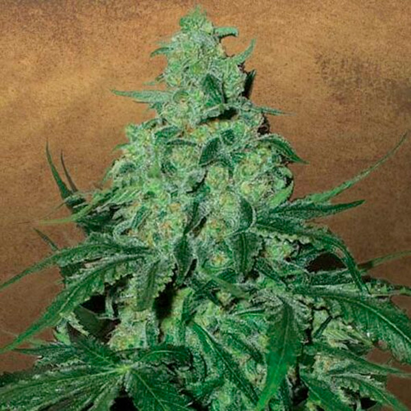 Auto-Super-Skunk-1-u-fem-Garden-of-Green-Seeds.jpg Auto Super Skunk 1 fem. Garden of Green Seeds - immagine 1