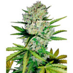 Auto Super Skunk fem. Sensi Seeds