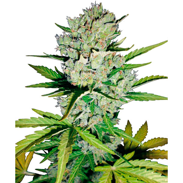 Auto-Super-Skunk-10-u-fem-Sensi-Seeds.jpg Auto Super Skunk fem. Sensi Seeds - immagine 1