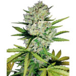 Auto Super Skunk , fem. White Label