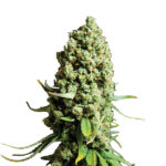 Auto Super Skunk femminili Nirvana