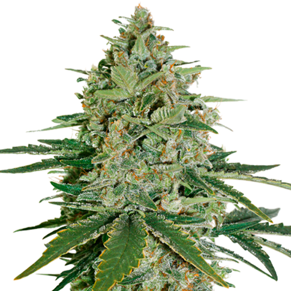 Auto-Super-Skunk-fem-1-u-Seedstockers.jpg Auto Super Skunk fem. Seedstockers - immagine 1