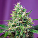 Auto Sweet Amnesia Haze XL femmine sfuse per professionisti Sweet Seeds