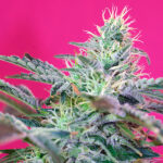Auto Sweet Cheese u femminili Sweet Seeds