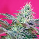 Auto Sweet Cheese XL femmine Sweet Seeds