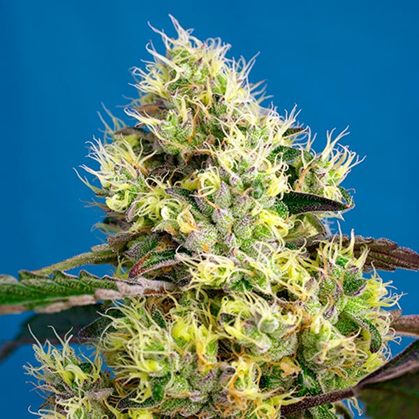 Auto-Sweet-Gelato-25-u-fem-Granel-Profesionales-Sweet-Seeds.jpg Auto Sweet Gelato femmine sfuse per professionisti Sweet Seeds - immagine 1