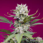 Auto Sweet Mandarine Zkittlez XL p. fem. Sweet Seeds