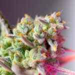 Auto Sweet Mimosa XL fem. Sfuso per professionisti Sweet Seeds