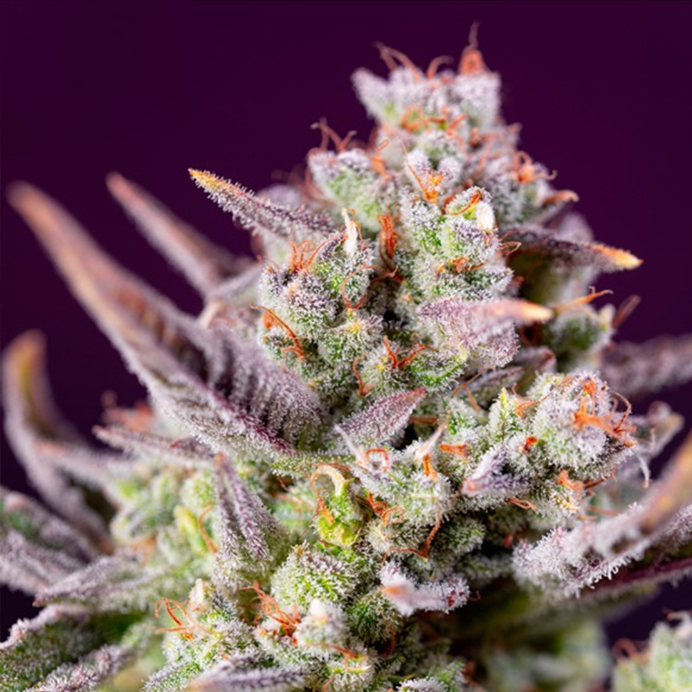 Auto-Sweet-Zenzation-XL-25-u-fem-Granel-Profesionales-Sweet-Seeds.jpg Auto Sweet Zenzation XL femmine. All'ingrosso per professionisti Sweet Seeds - immagine 1