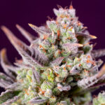 Auto Sweet Zenzation XL u fem. Sweet Seeds
